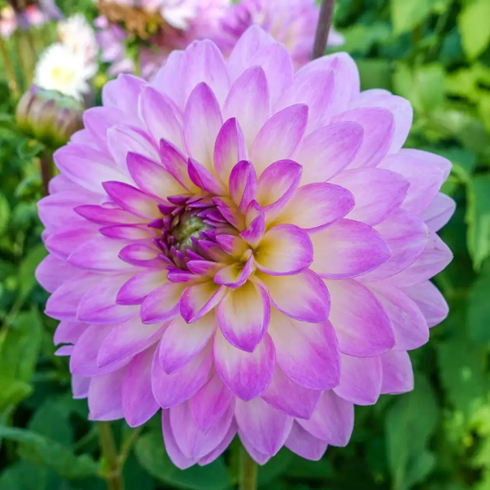 Decorative Dahlia Jowey Gipsy
