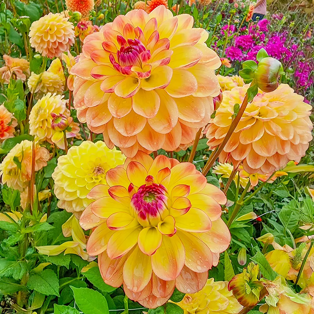 Decorative Dahlia Jowey Julie