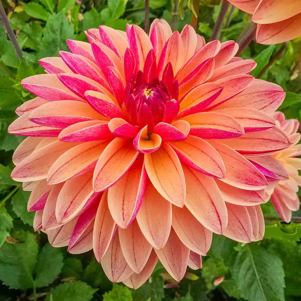 Decorative Dahlia Madame Antoinette - Image 3