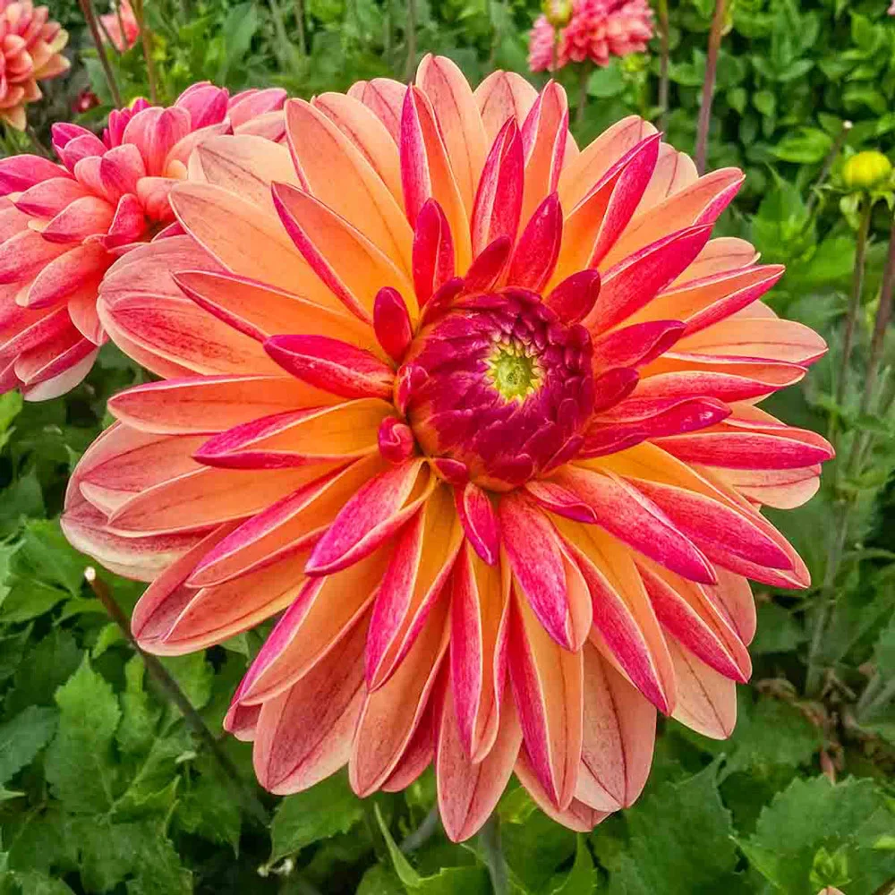 Decorative Dahlia Madame Antoinette - Image 5