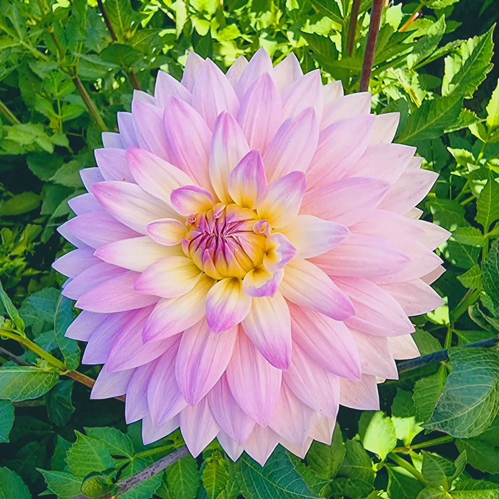 Decorative Dahlia Miss Delilah