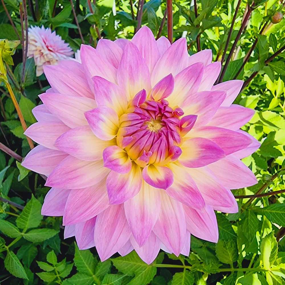 Decorative Dahlia Miss Delilah - Image 2