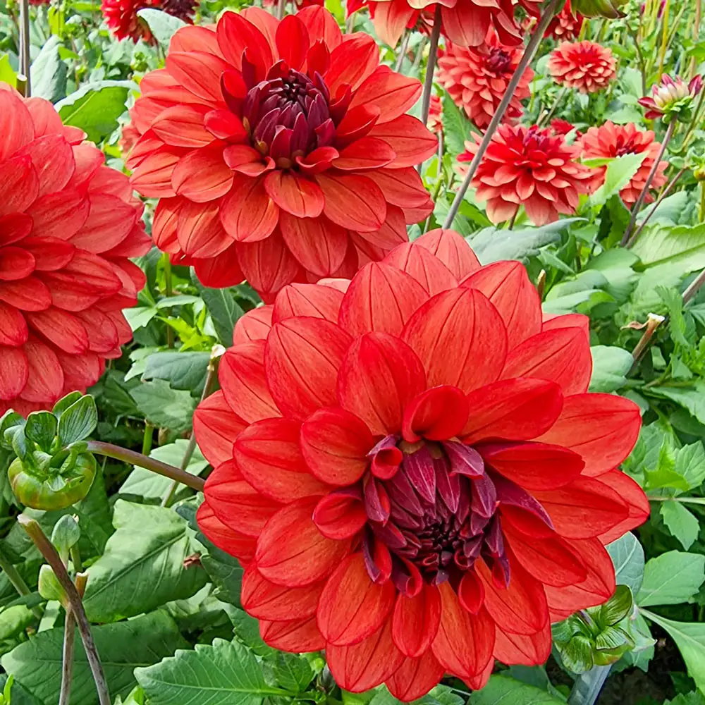 Decorative Dahlia Missis Miley