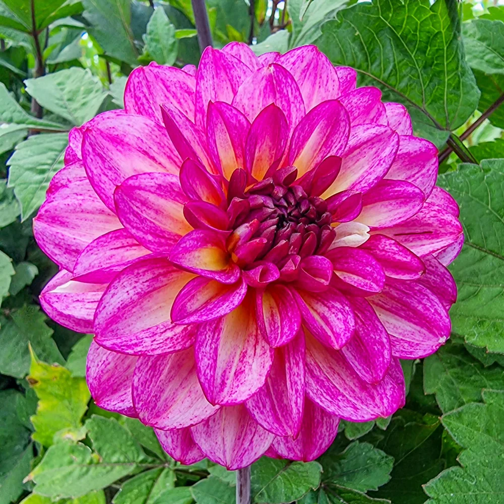 Decorative Dahlia Muchacha - Image 2