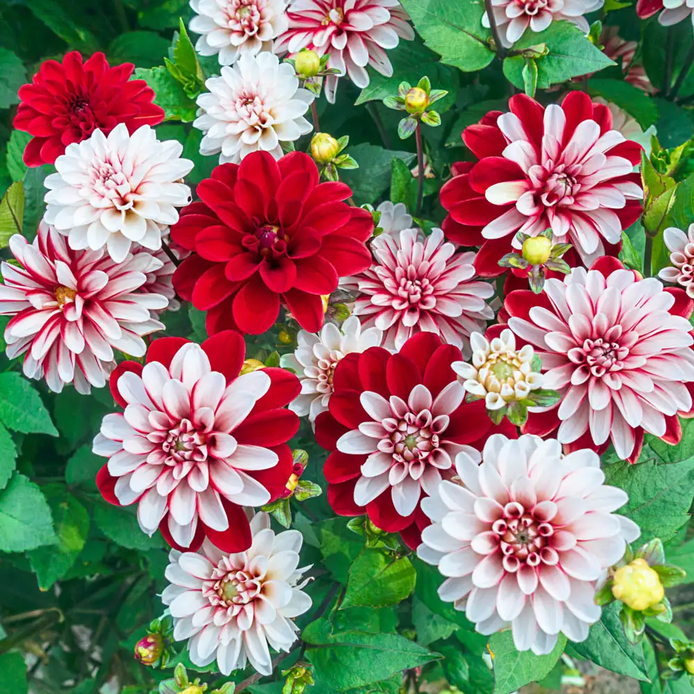 Decorative Dahlia Pacific Time