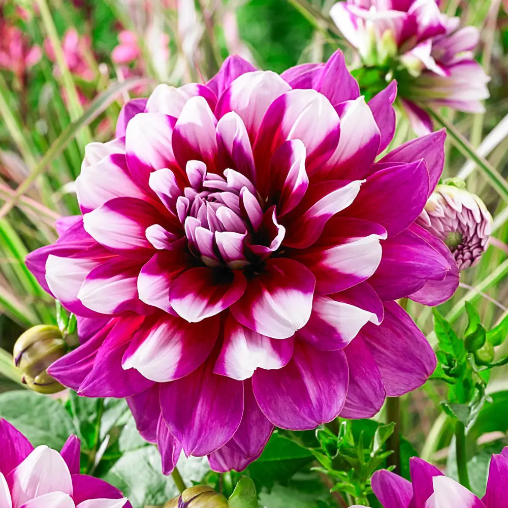 Decorative Dahlia Patches - Image 2