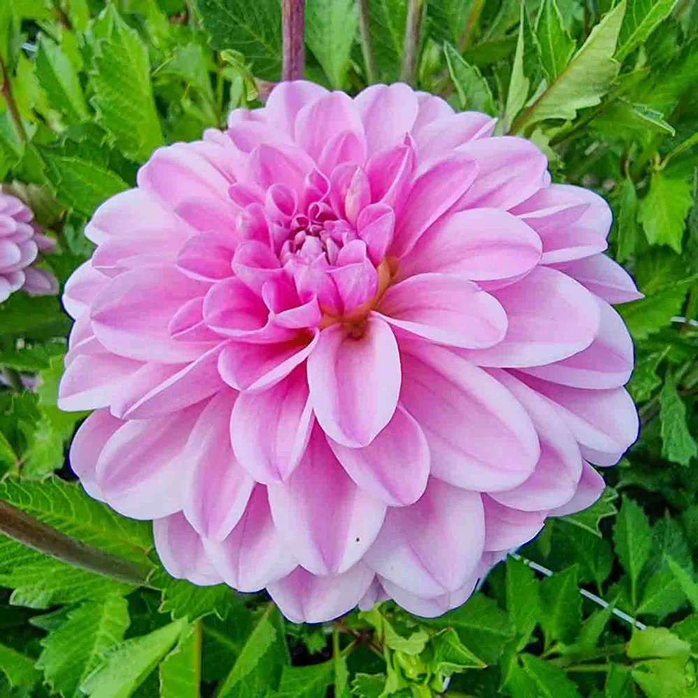 Decorative Dahlia Pink Pop - Image 3