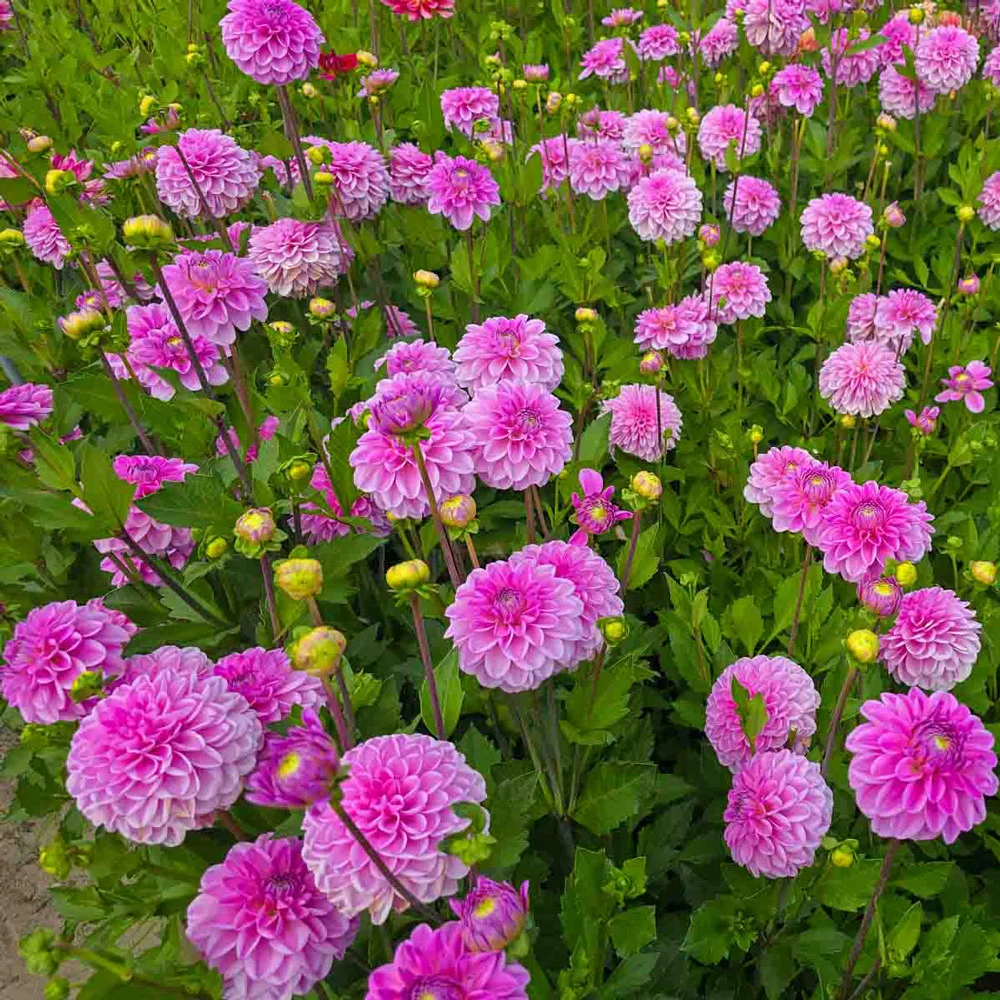 Decorative Dahlia Pink Pop - Image 5