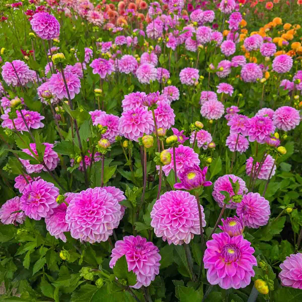 Decorative Dahlia Pink Pop - Image 6