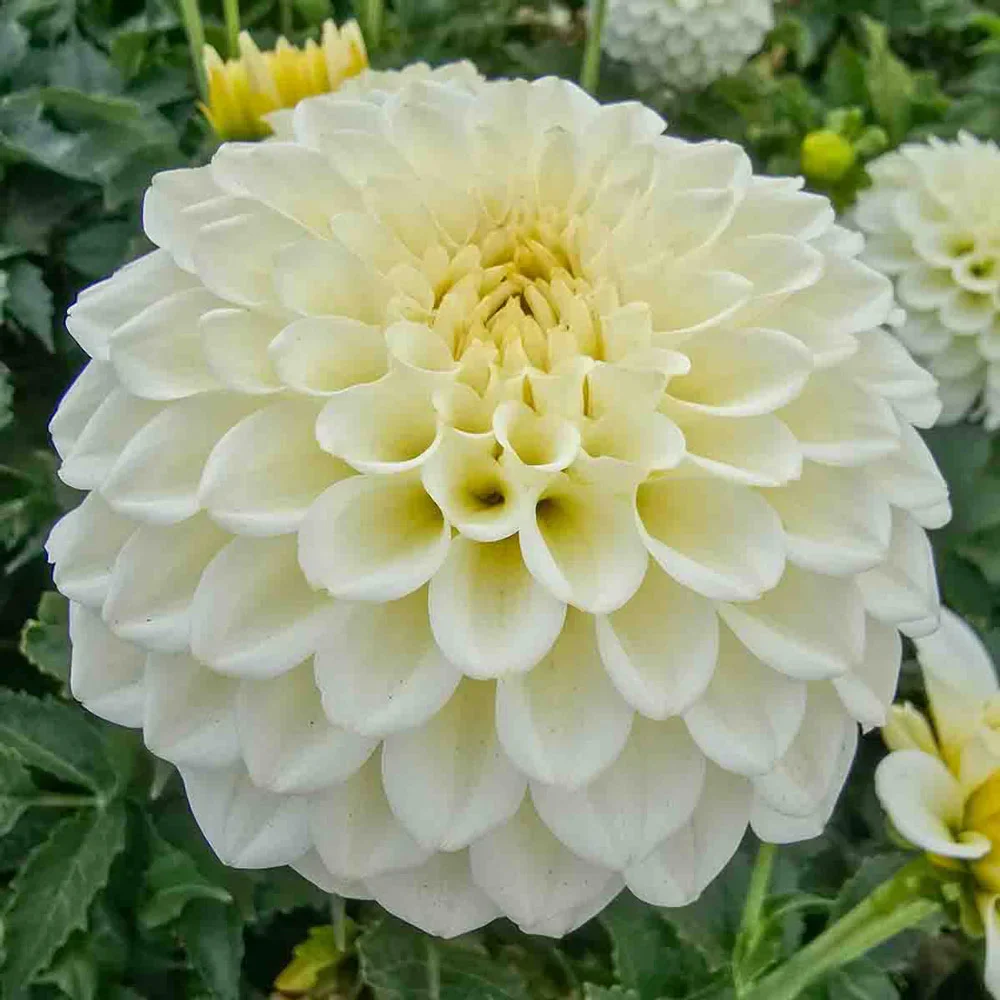 Decorative Dahlia Popcorn - Image 6