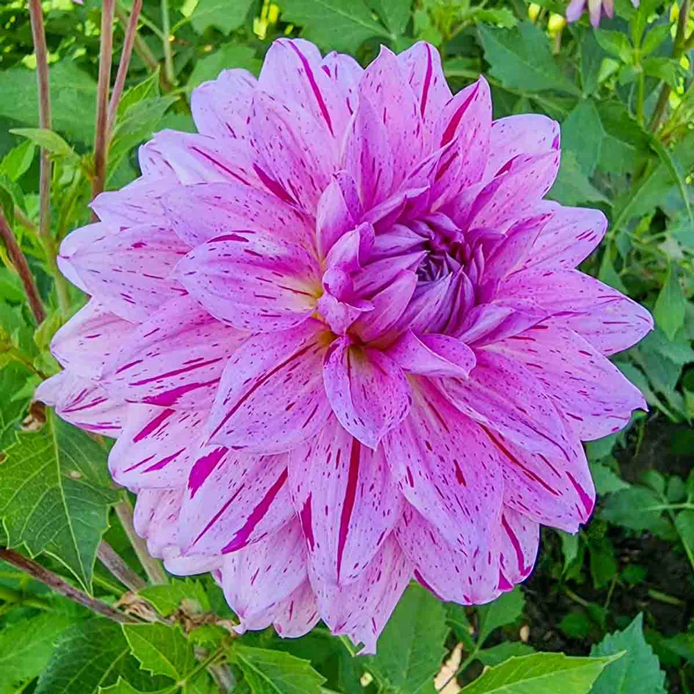 Decorative Dahlia Prince Carnival - Image 3
