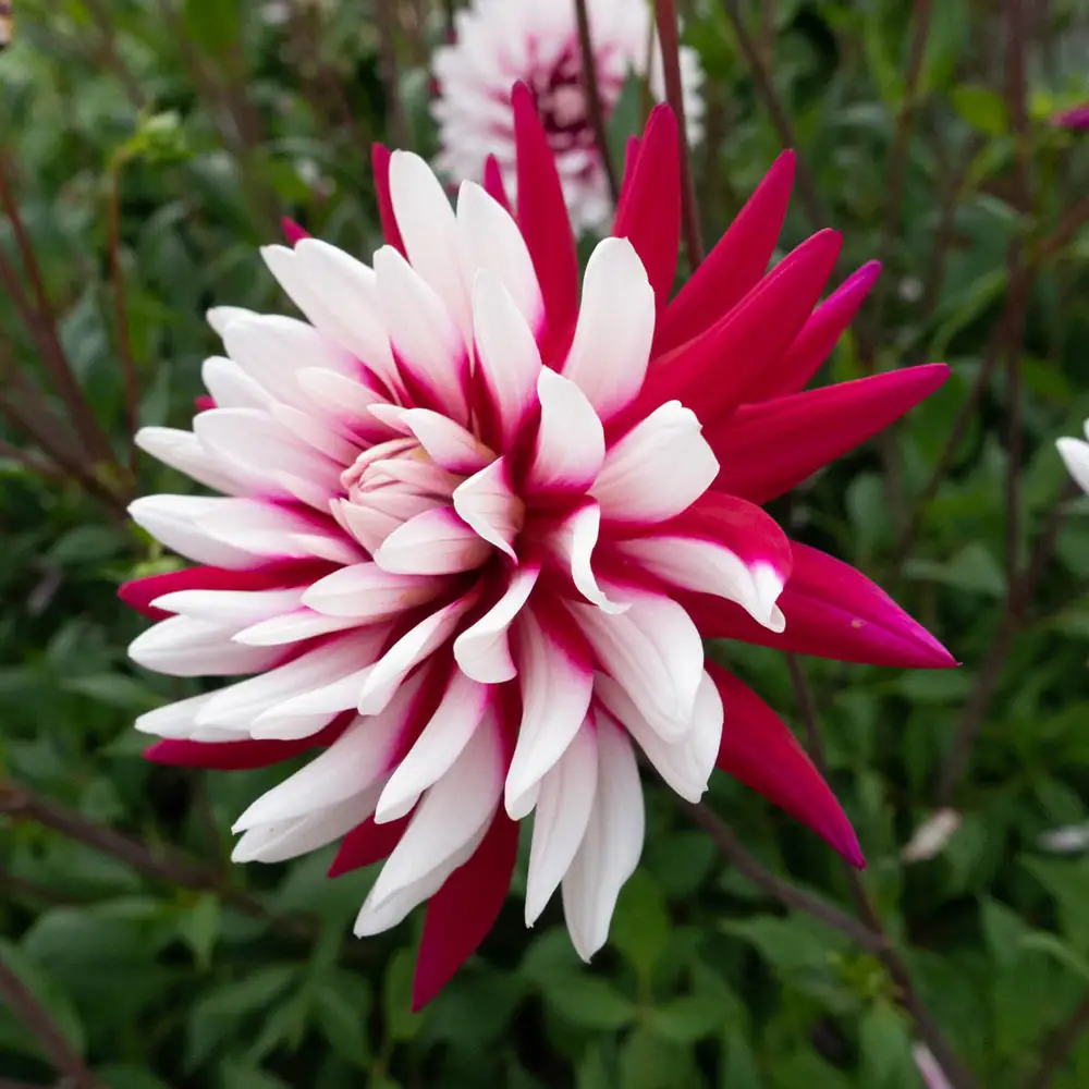 Decorative Dahlia Rebecca's World - Image 3