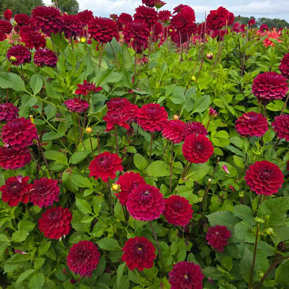 Decorative Dahlia Red Queen - Image 2
