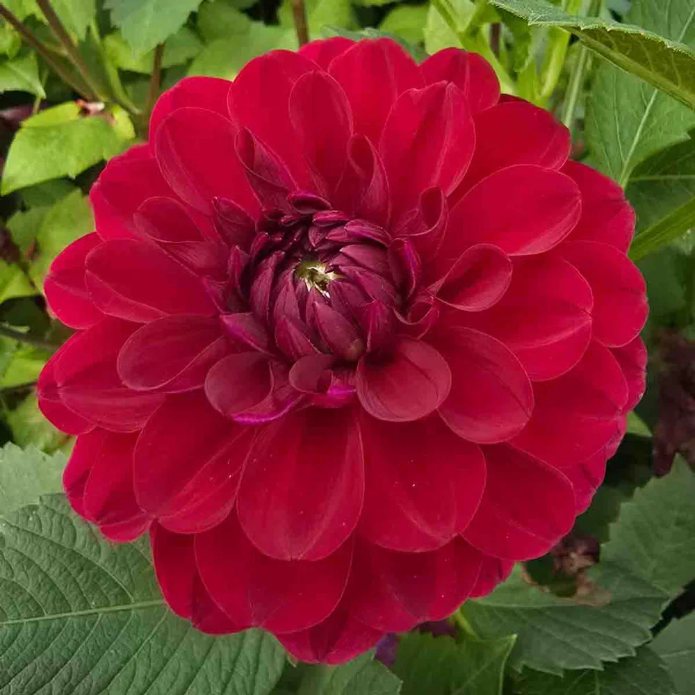 Decorative Dahlia Red Queen - Image 4