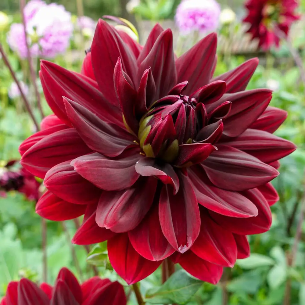 Decorative Dahlia Sam Hopkins - Image 2
