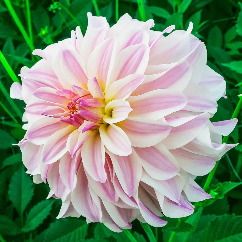 Decorative Dahlia Time for All