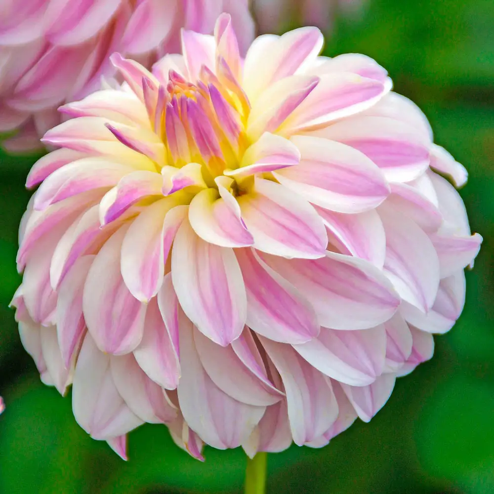 Decorative Dahlia Time for All - Image 2