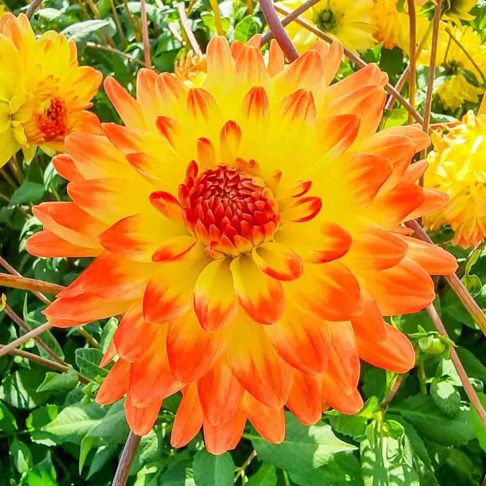 Decorative Dahlia Vectra - Image 2