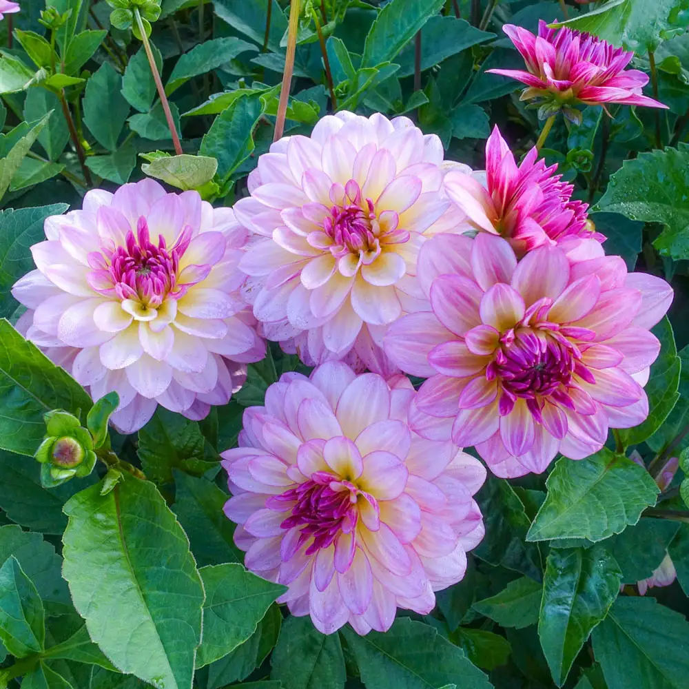 Decorative Dahlia Zingaro - Image 3
