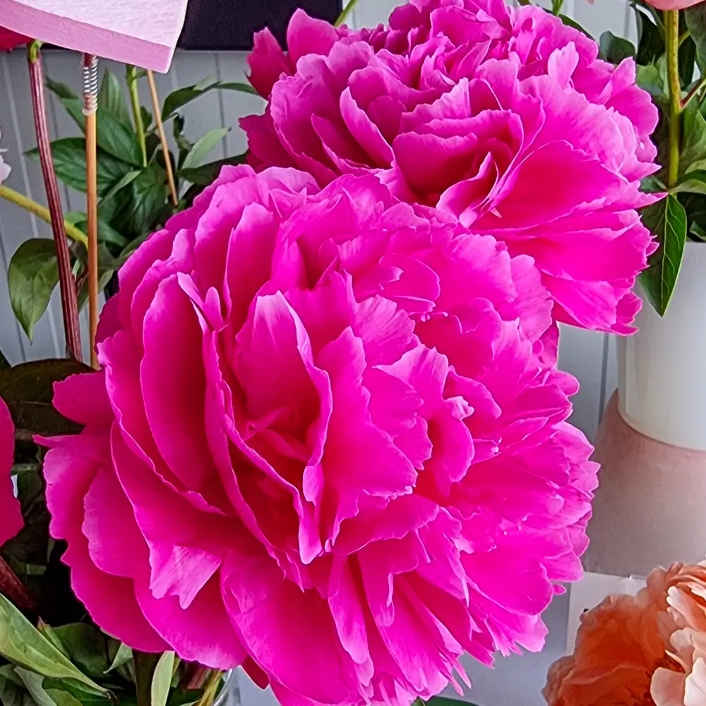 Double Peony Deep Pink - Image 4