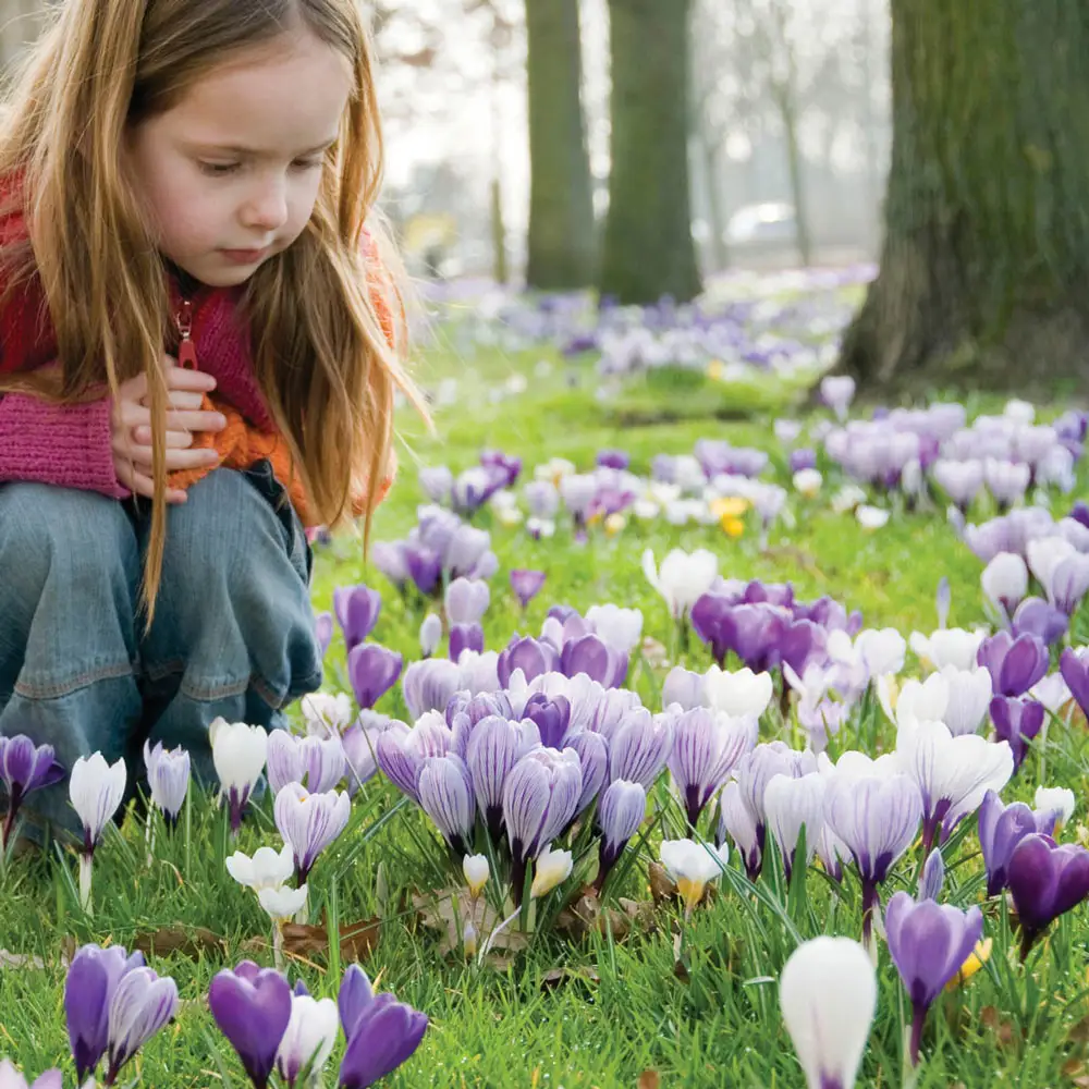Delft Blue Giant Crocus Mix - Image 2