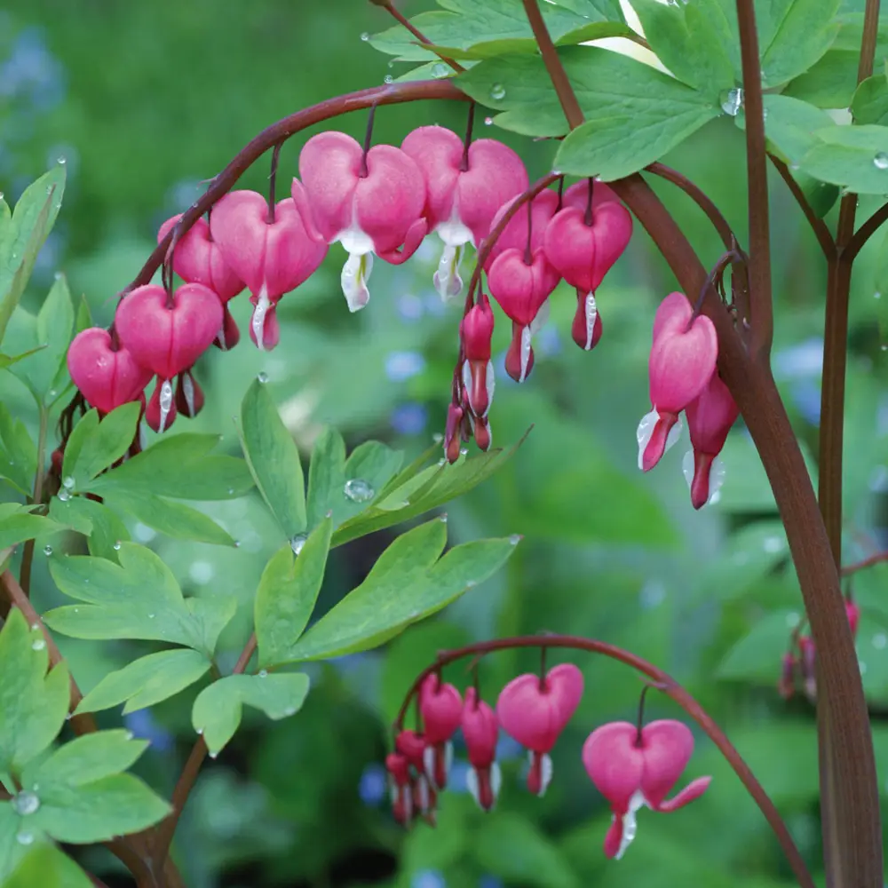 Dicentra spectabilis (Bleeding Hearts) - Image 10
