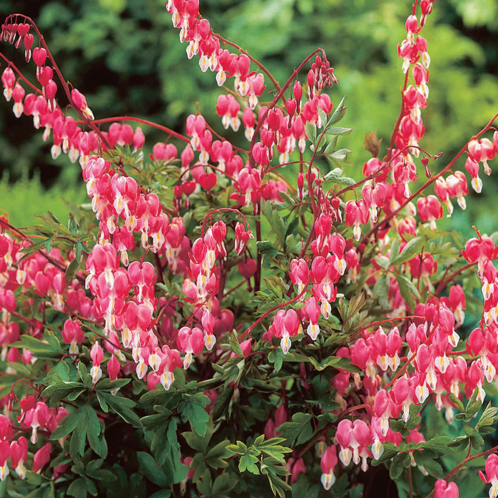 Dicentra spectabilis (Bleeding Hearts) - Image 3