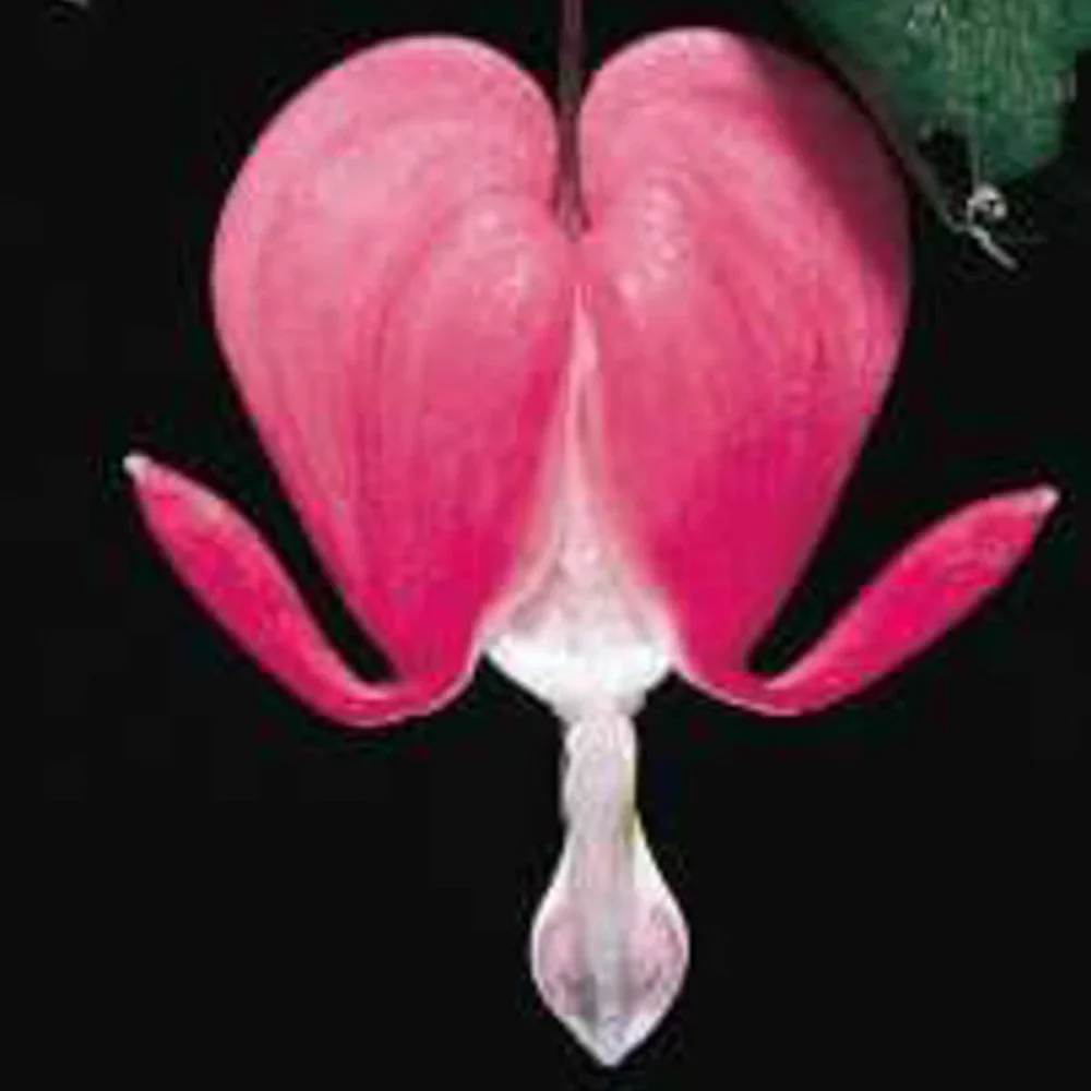 Dicentra spectabilis (Bleeding Hearts) - Image 5