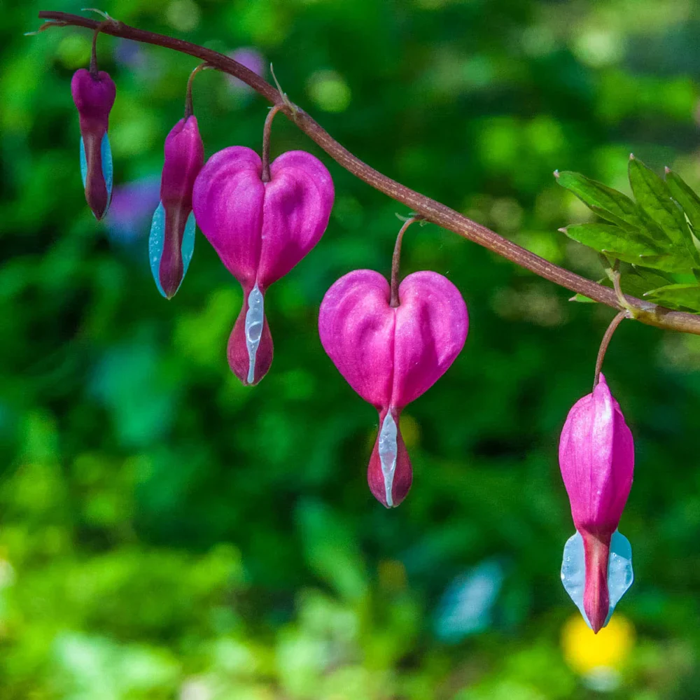 Dicentra spectabilis (Bleeding Hearts) - Image 6