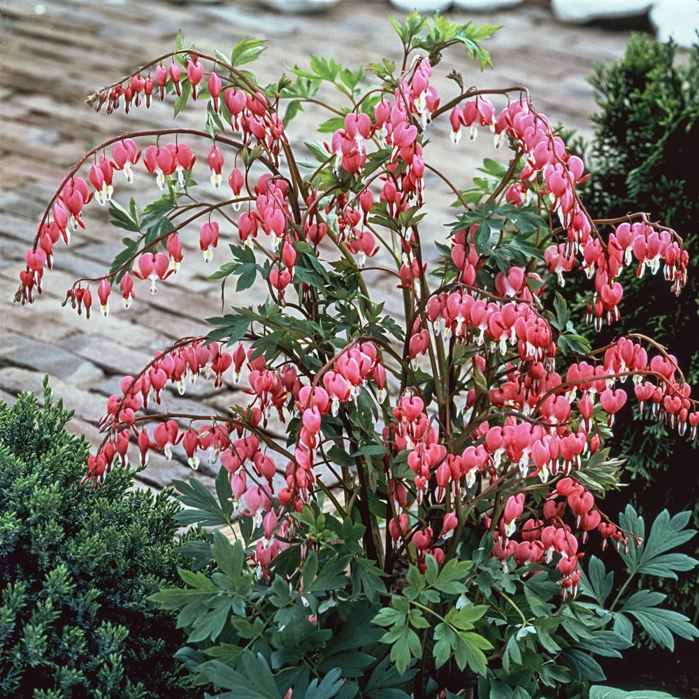 Dicentra spectabilis (Bleeding Hearts) - Image 8