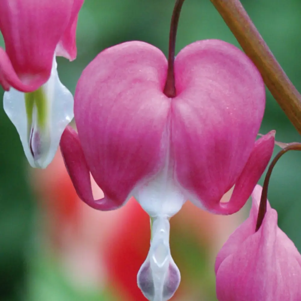 Dicentra spectabilis (Bleeding Hearts) - Image 9