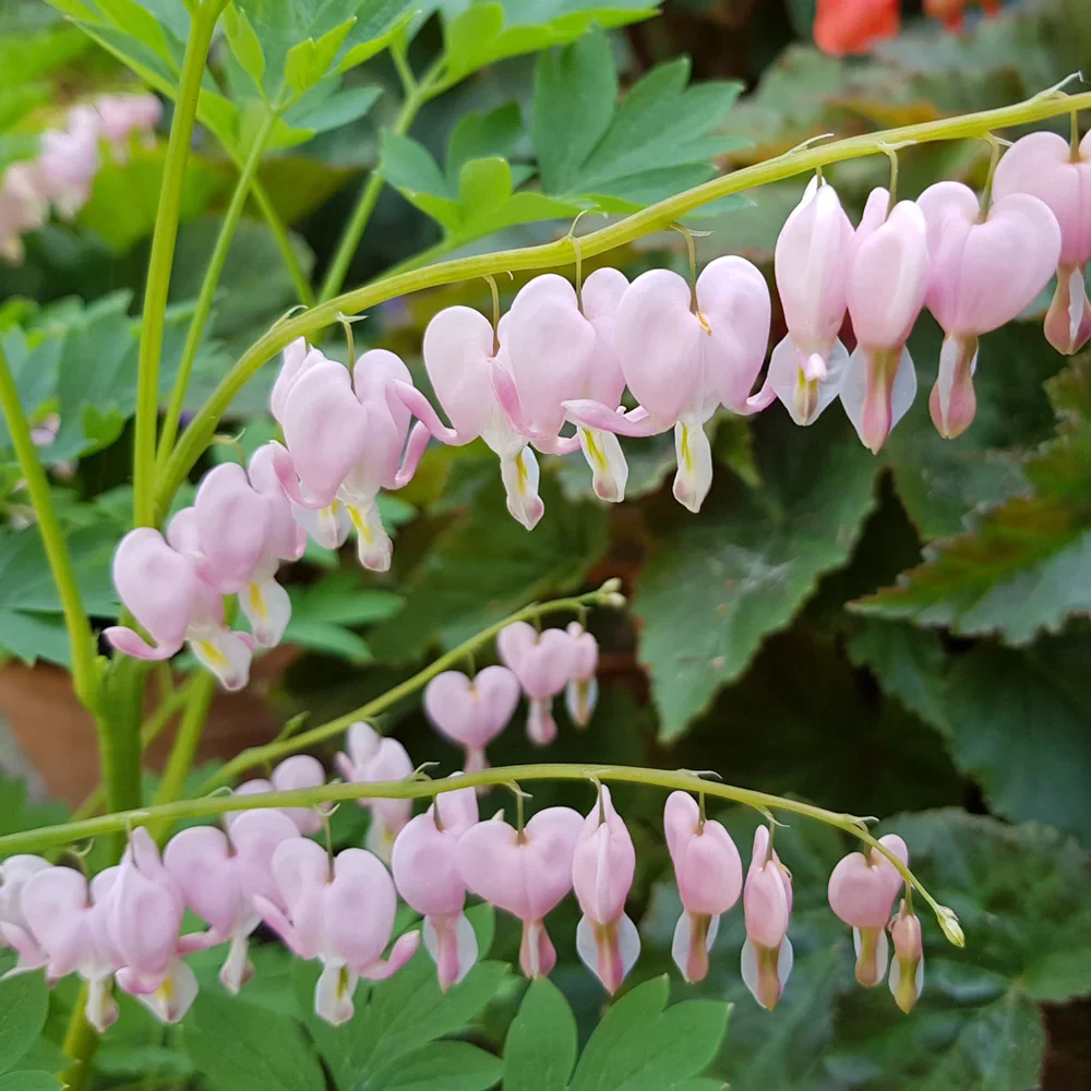 Dicentra spectabilis 'Cupid' - Image 2