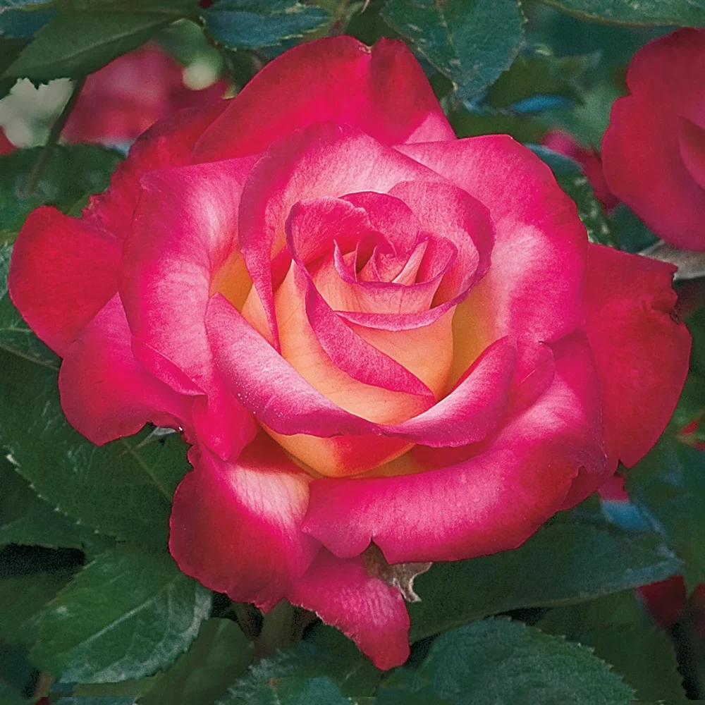 Dick Clark Grandiflora Rose - Image 2