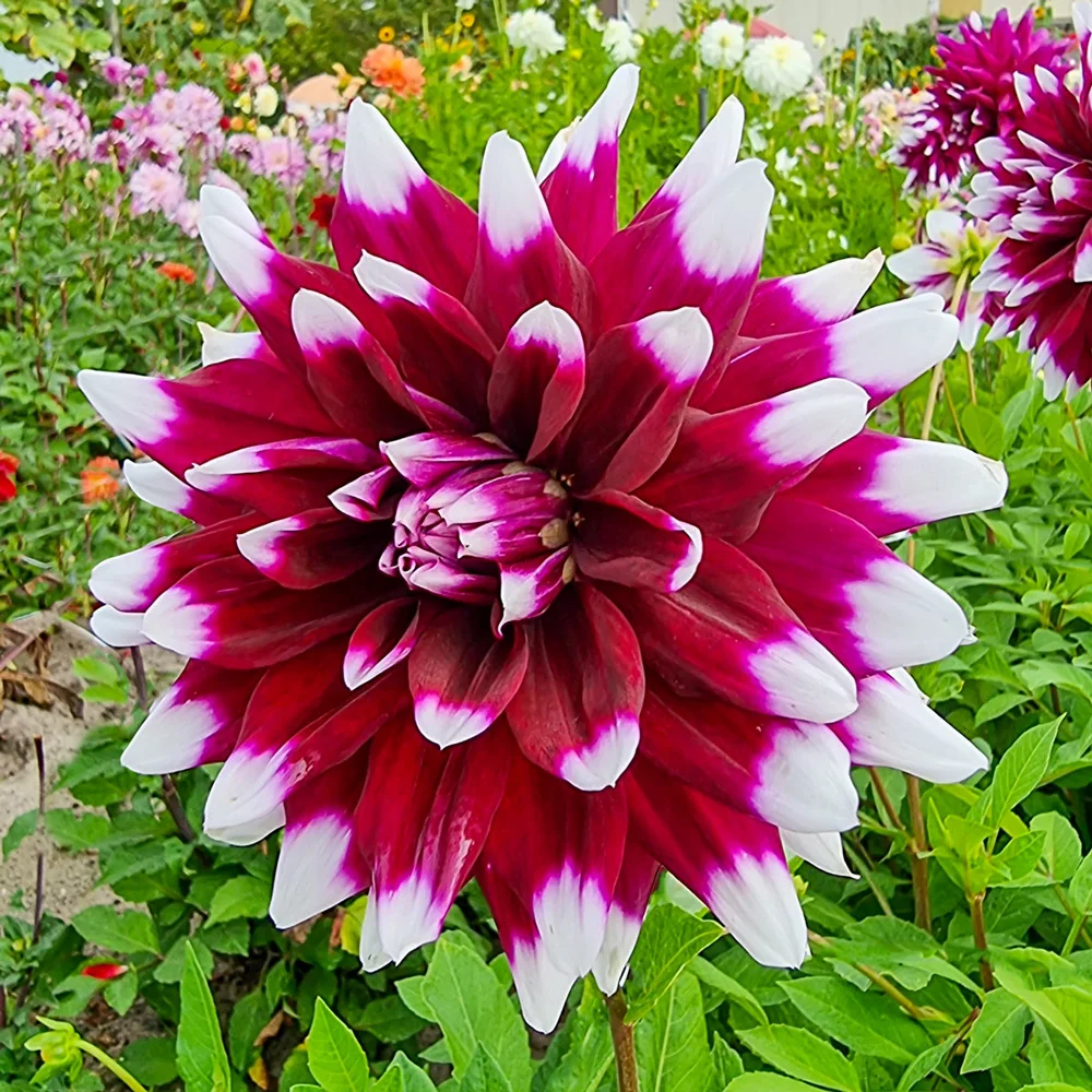 Dinnerplate Dahlia Mystery Day