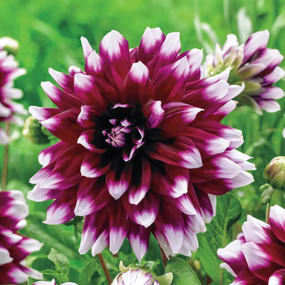 Dinnerplate Dahlia Mystery Day - Image 2