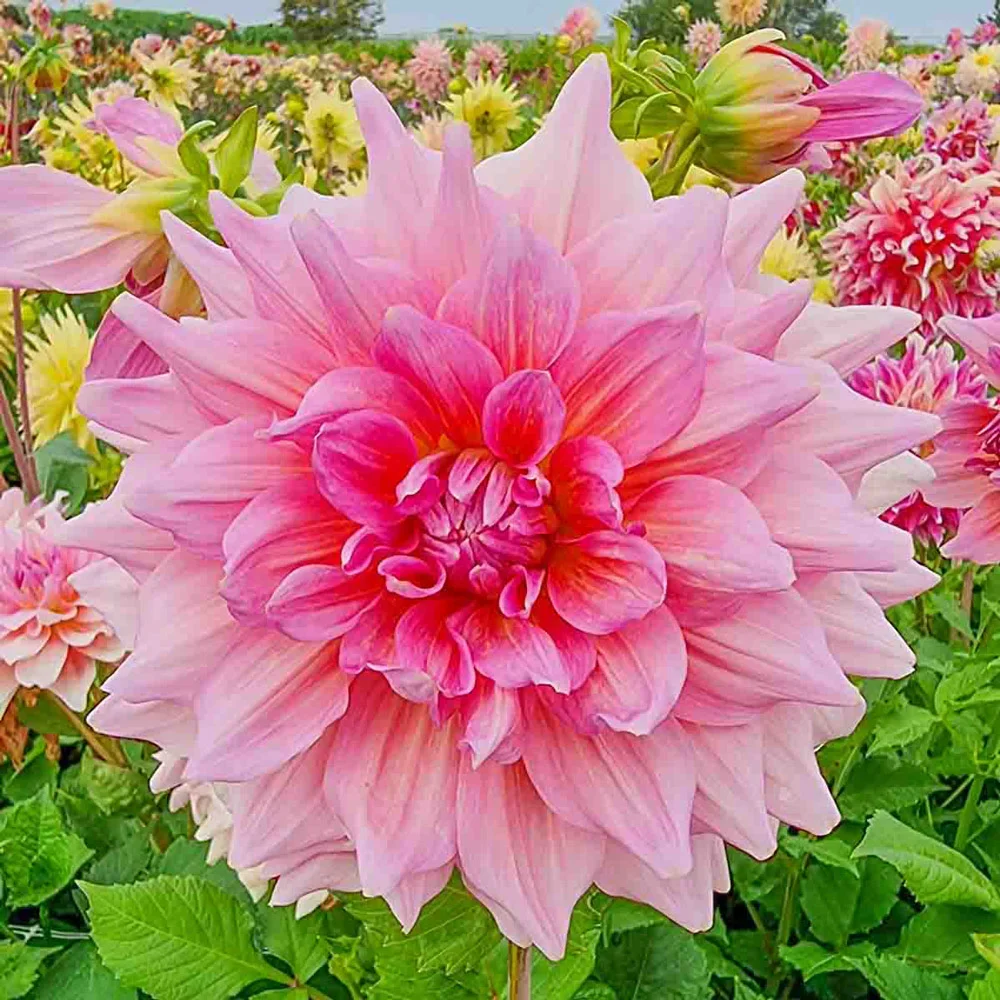 Giant Dinnerplate Dahlia Otto's Thrill - Image 4