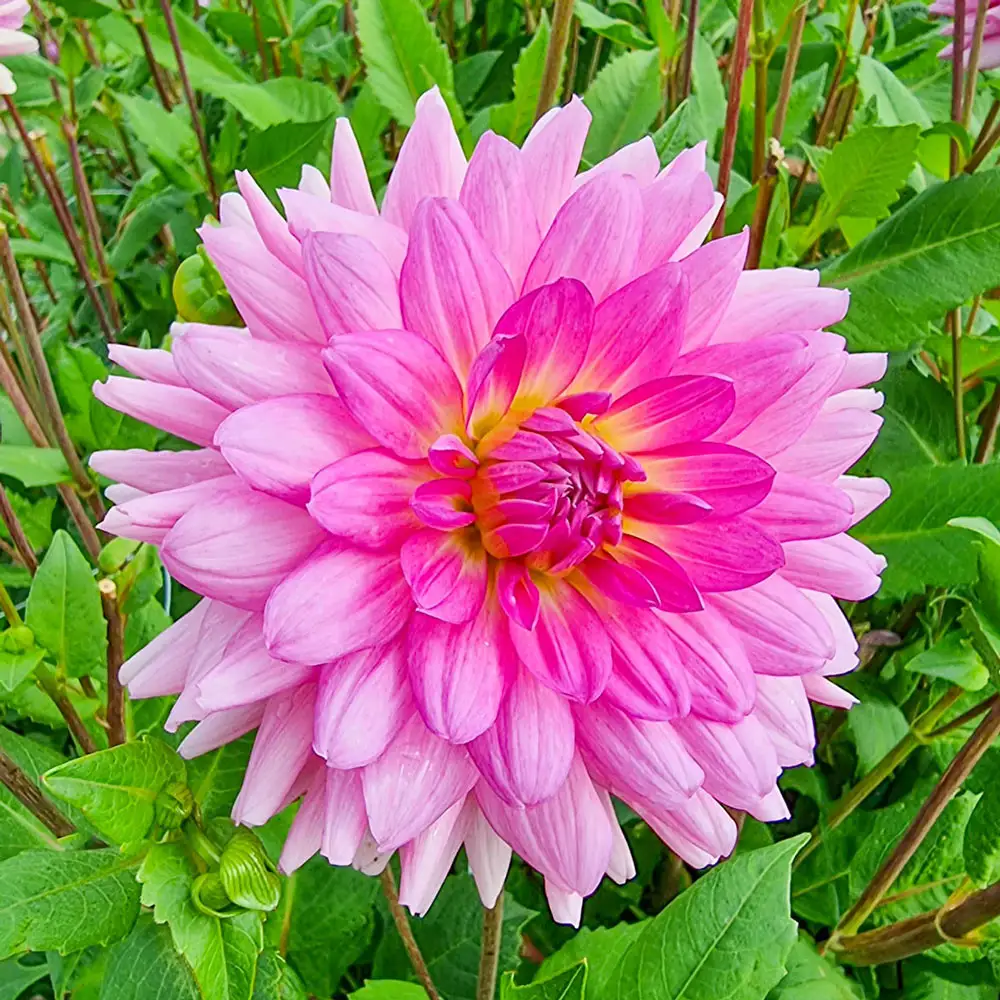 Dinnerplate Dahlia Rosella