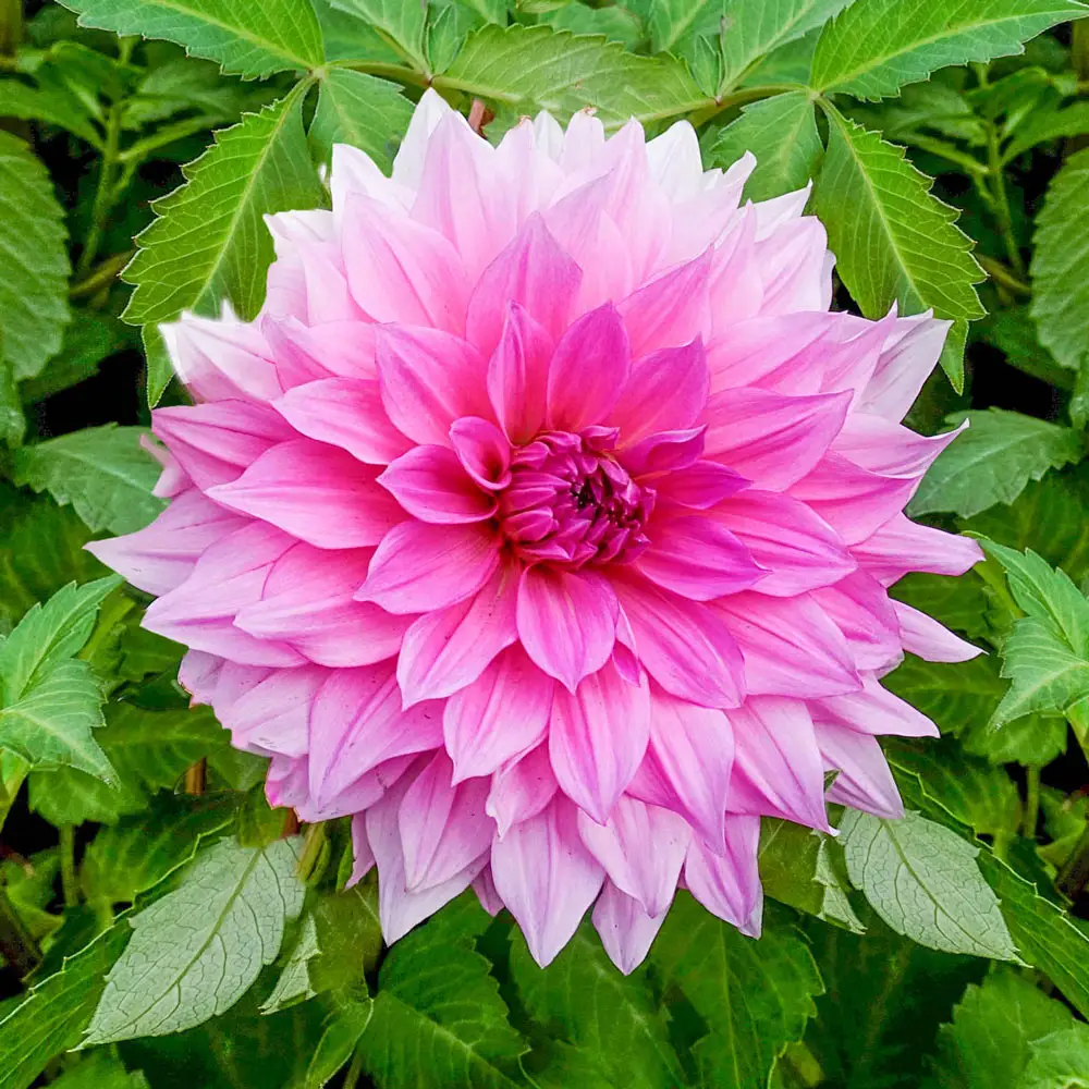 Dinnerplate Dahlia Rosella - Image 2