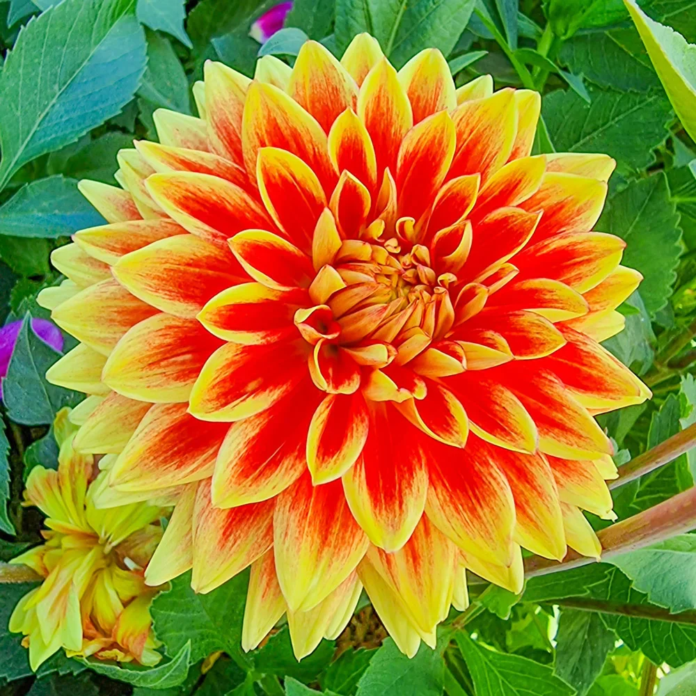 Dinnerplate Dahlia Sun Explosion - Image 2