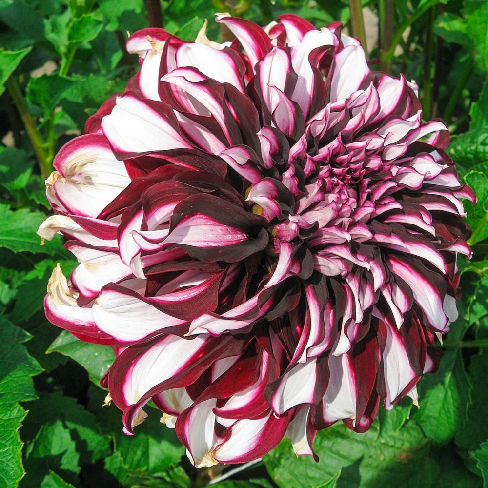 Giant Dinnerplate Dahlia Tartan - Image 3