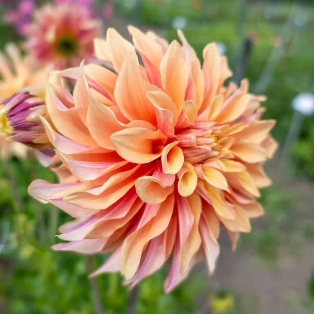 Dinnerplate Dahlia Tyrell