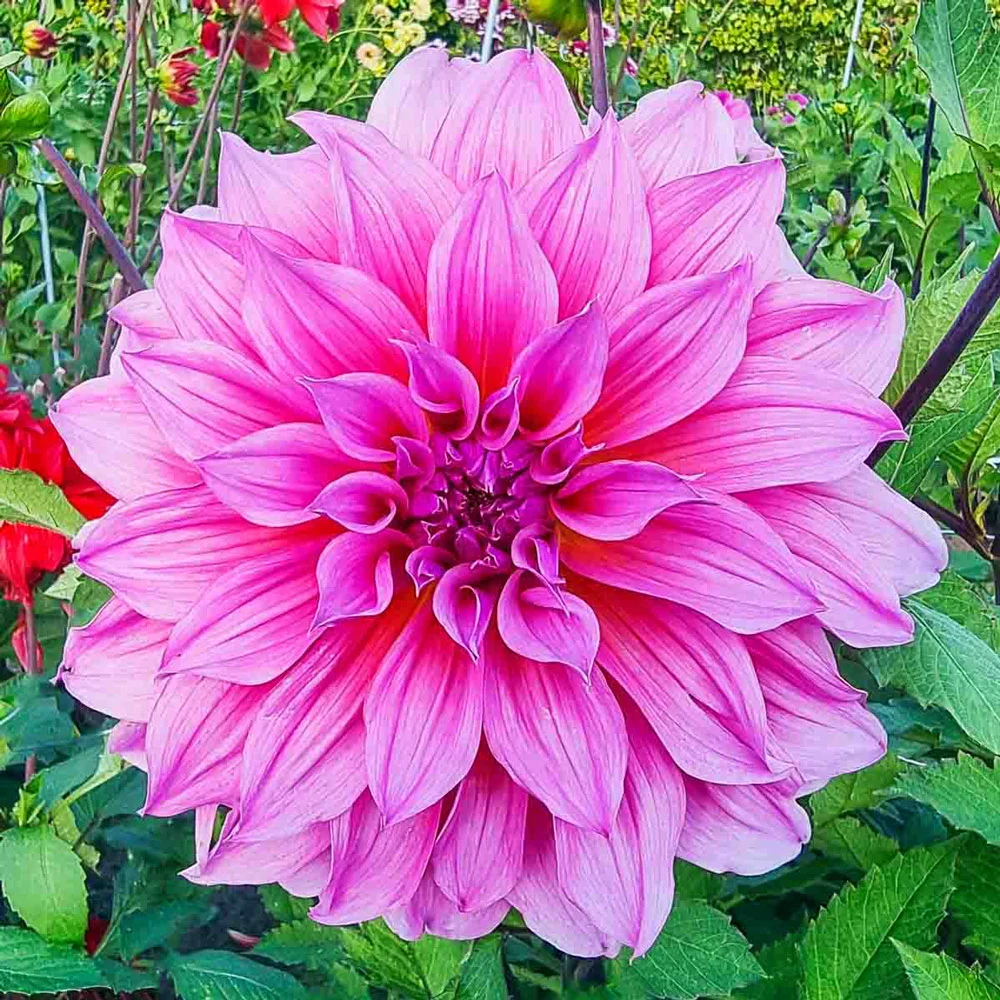 Dinnerplate Dahlia Arthur Hambley - Image 3