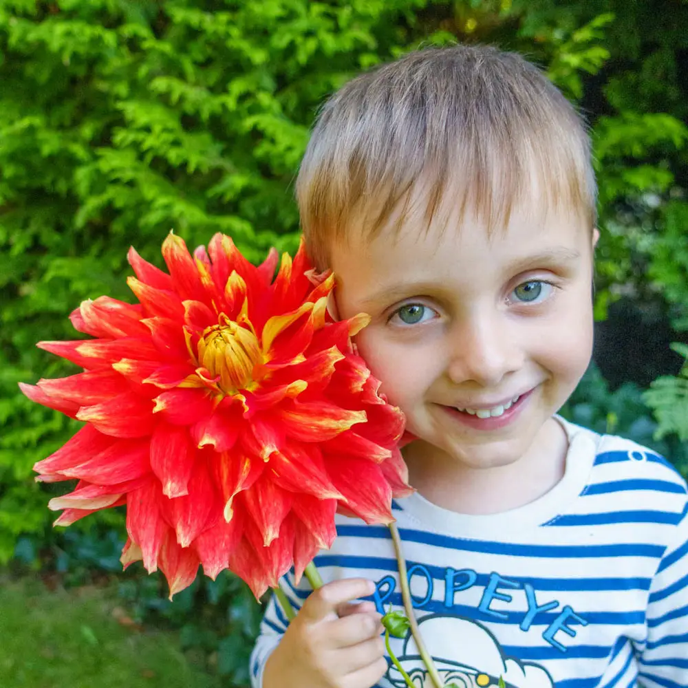 Dinnerplate Dahlia Bodacious