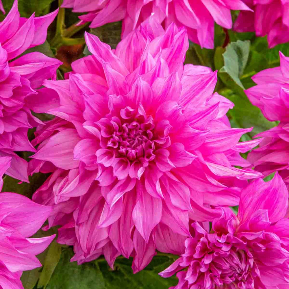 Dinnerplate Dahlia Café au Lait Rosé - Image 2