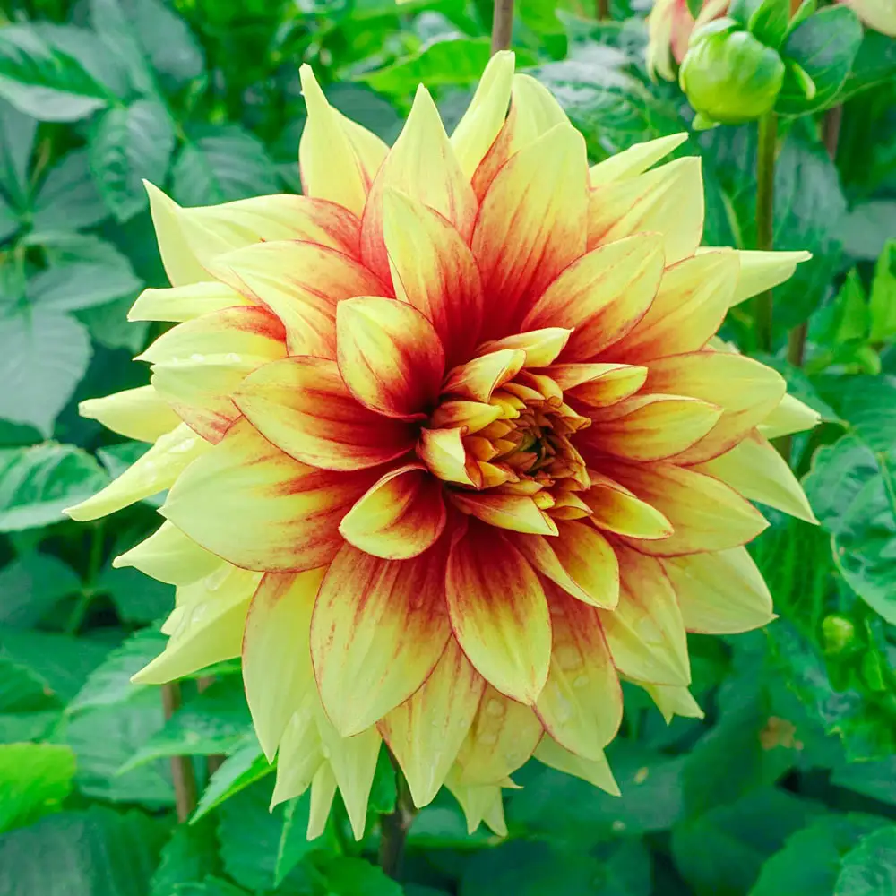 Dinnerplate Dahlia Dazzling Sun - Image 2