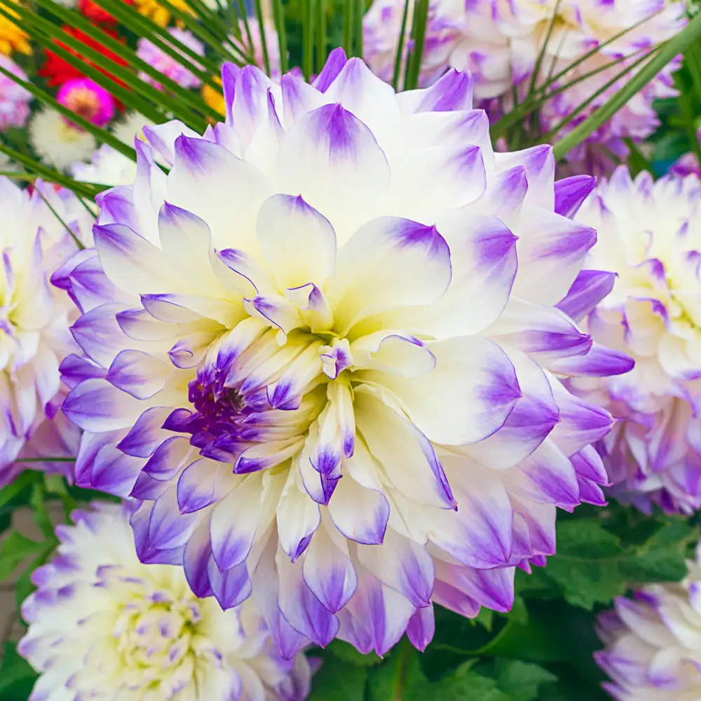 Dinnerplate Dahlia Hapet Blue Eyes