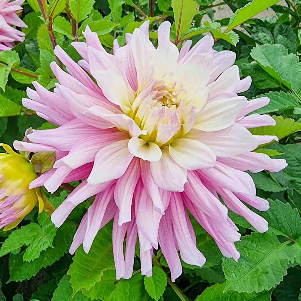 Dinnerplate Dahlia Titan Sweetness