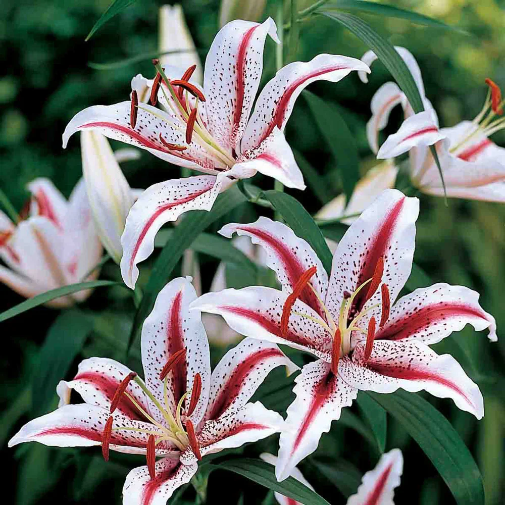Oriental Lily Dizzy - Image 3