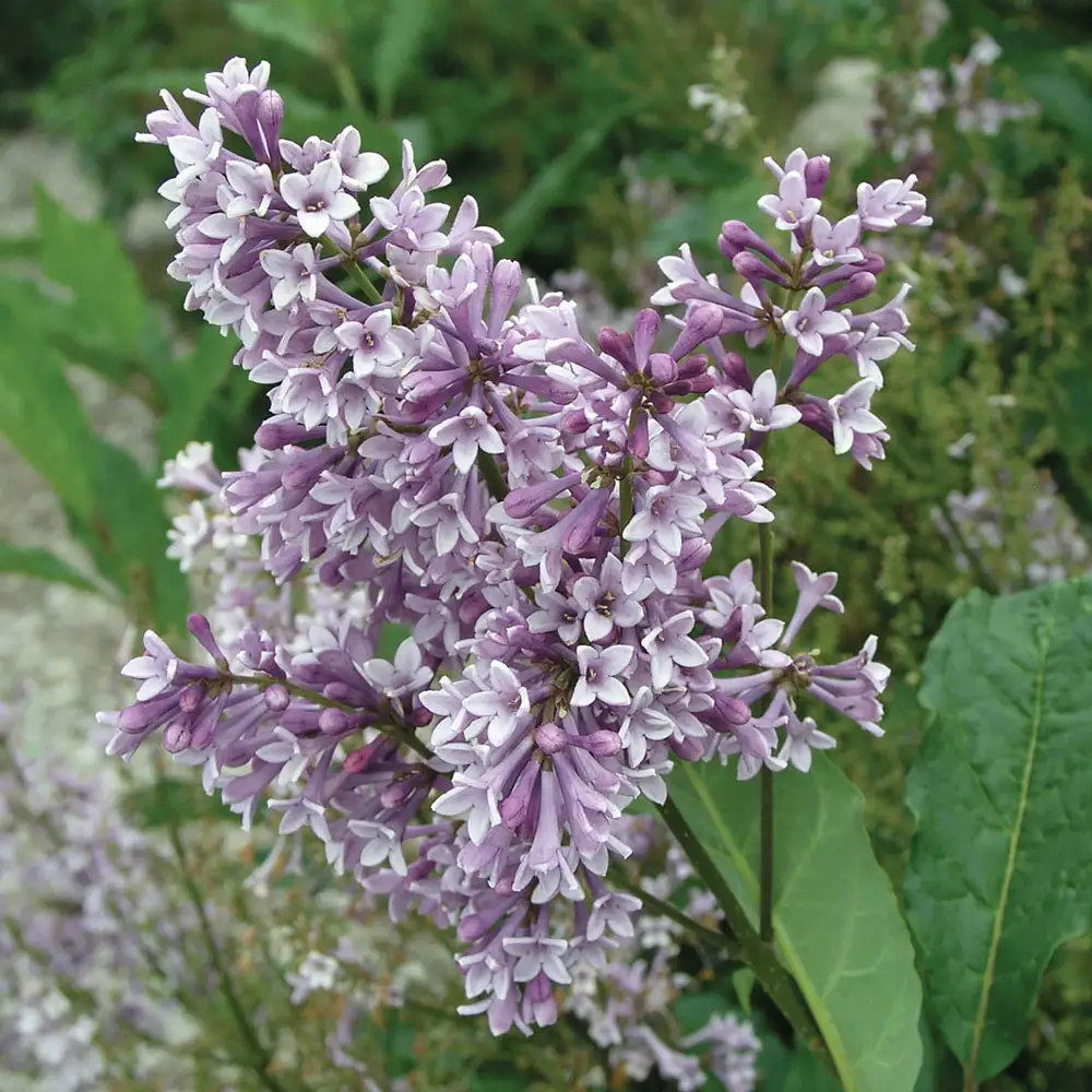 Donald Wyman Jumbo Lilac Hedge