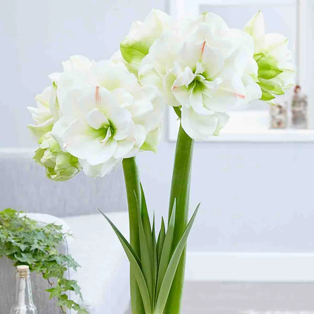 Double Amaryllis White Amadeus